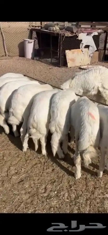 خرفان للبيع 5