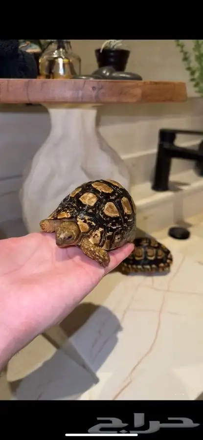 سلحفاة نمريه 1