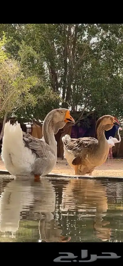 جوز وز روسي صنف بيور منتج 3