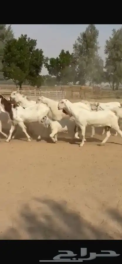 معزا هولنديات خصم فاخره 14