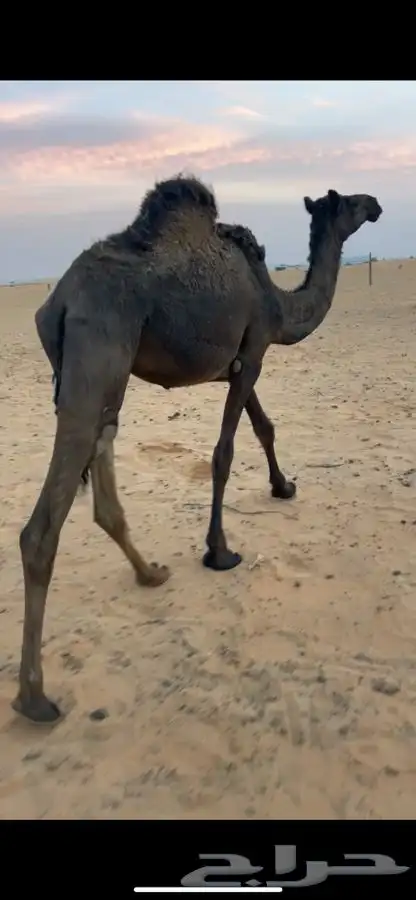 بكره مجهم سمين 1