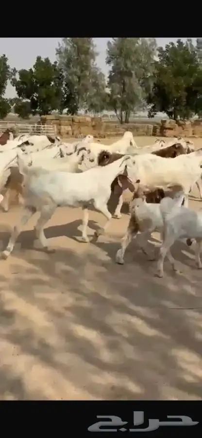 معزا هولنديات خصم فاخره 21