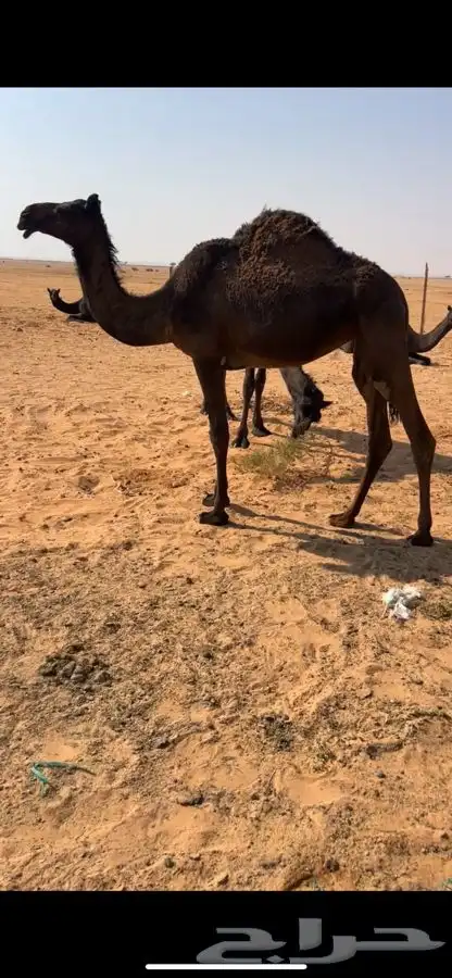 بكره مجهم سمين 0