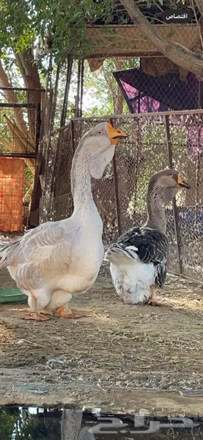 جوز وز روسي صنف بيور منتج 0