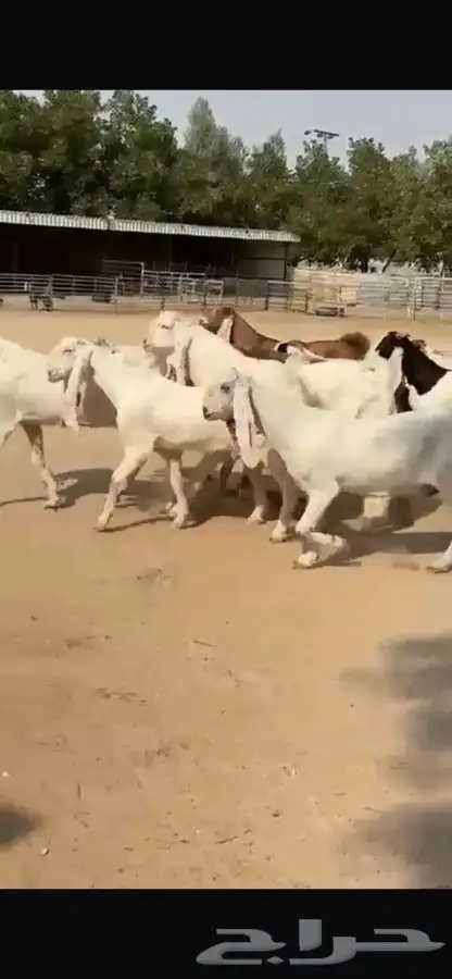 معزا هولنديات خصم فاخره 9