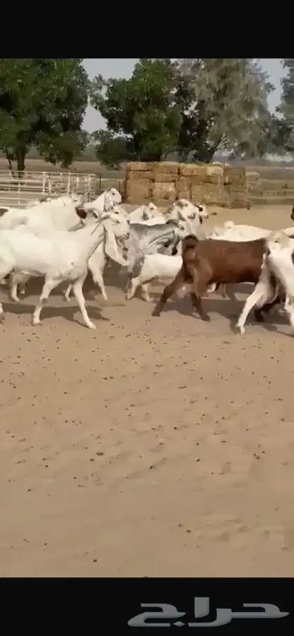 معزا هولنديات خصم فاخره 17