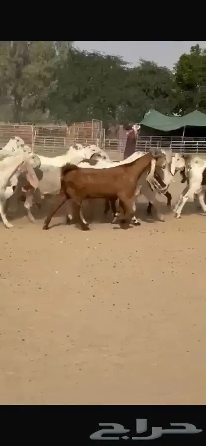 معزا هولنديات خصم فاخره 6