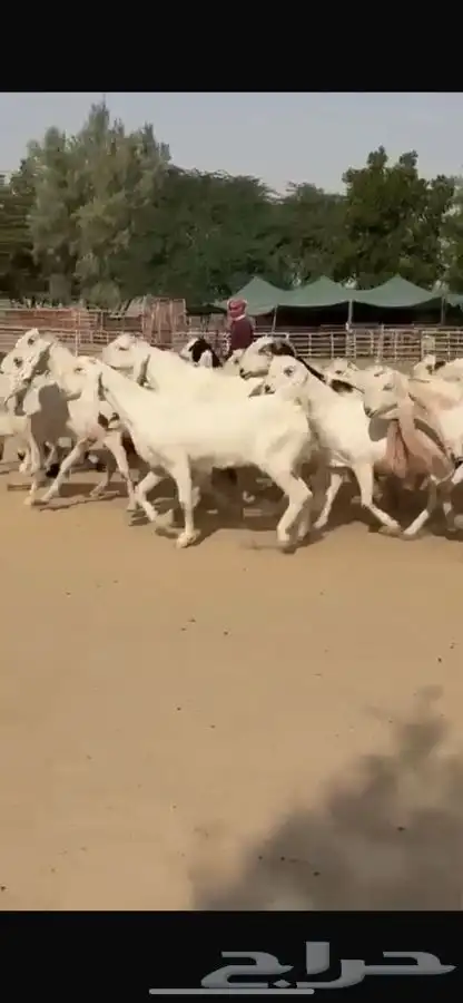 معزا هولنديات خصم فاخره 11