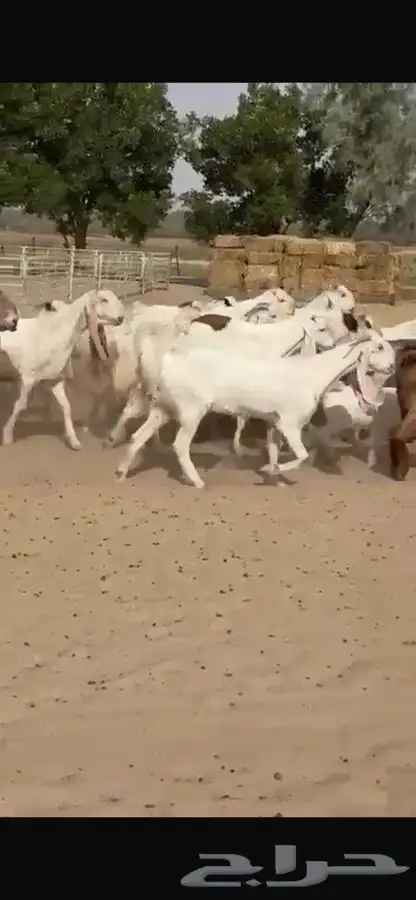 معزا هولنديات خصم فاخره 16