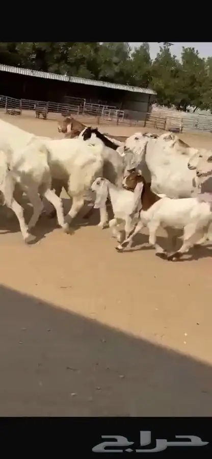 معزا هولنديات خصم فاخره 8