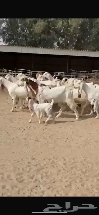 معزا هولنديات خصم فاخره 0