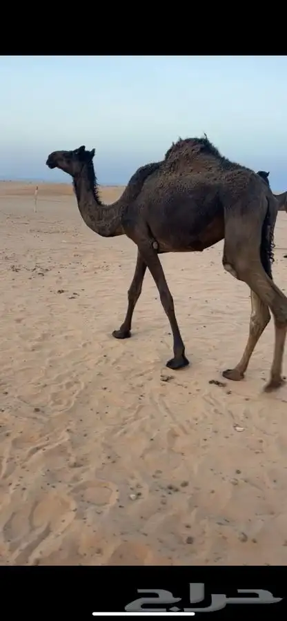 بكره مجهم سمين 2