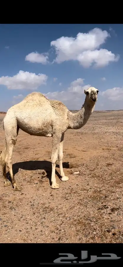 للبيع بكره طيبه 2