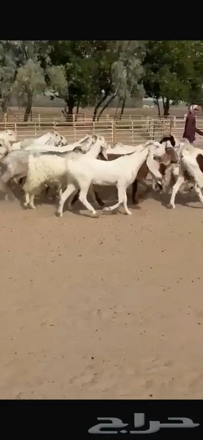 معزا هولنديات خصم فاخره 18