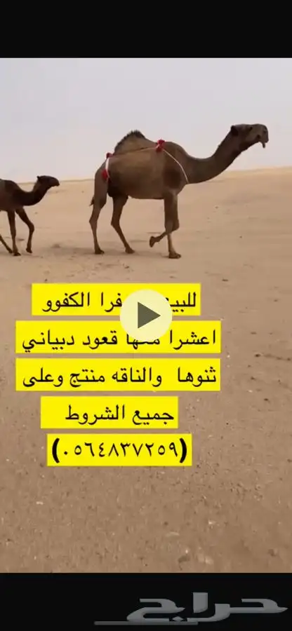 للبيع الصفراء 0