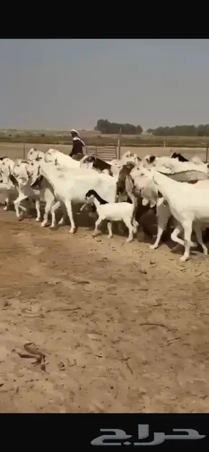 معزا هولنديات خصم فاخره 3