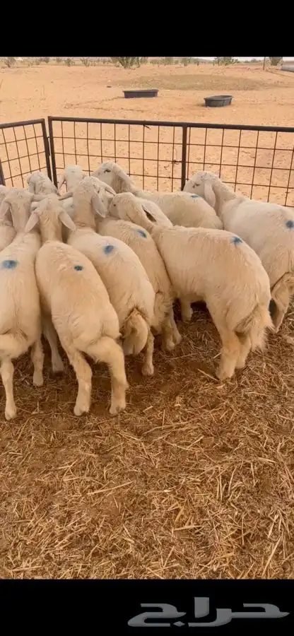 ذبايح حري بريه 0