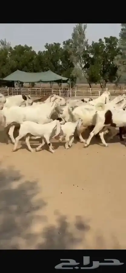 معزا هولنديات خصم فاخره 23