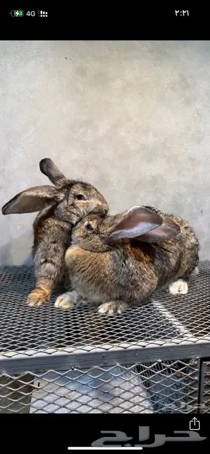 ارانب شانشيلا العملاق 3