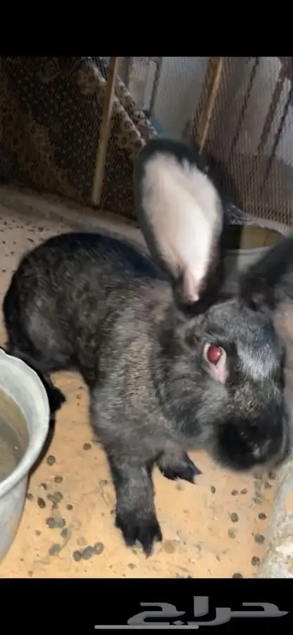 ارانب شانشيلا العملاق 4