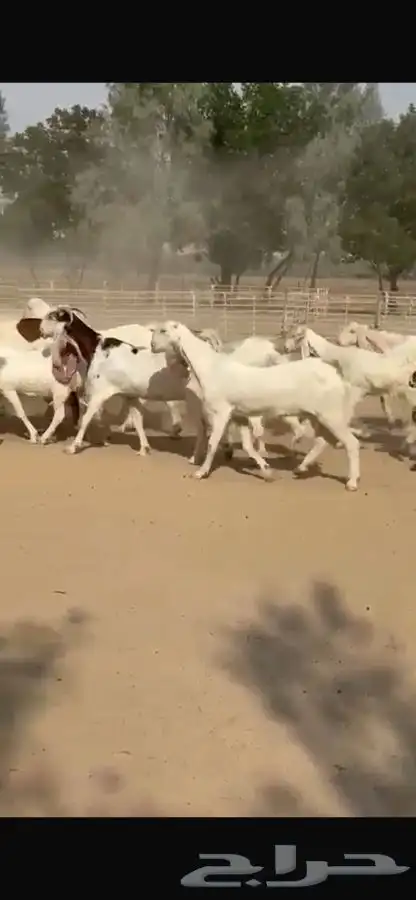 معزا هولنديات خصم فاخره 13