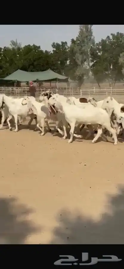 معزا هولنديات خصم فاخره 12