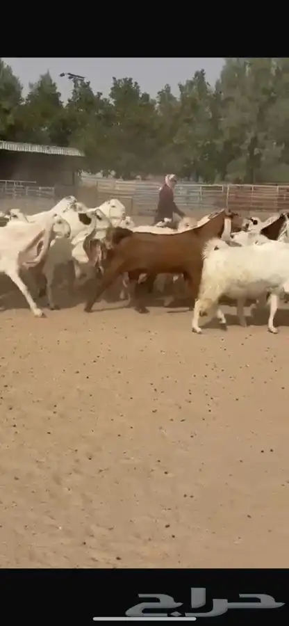 معزا هولنديات خصم فاخره 7