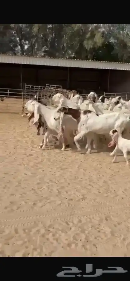 معزا هولنديات خصم فاخره 1