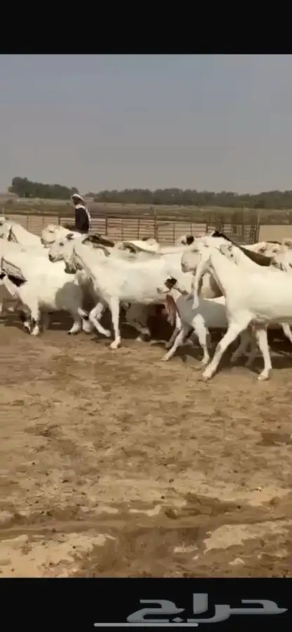 معزا هولنديات خصم فاخره 4