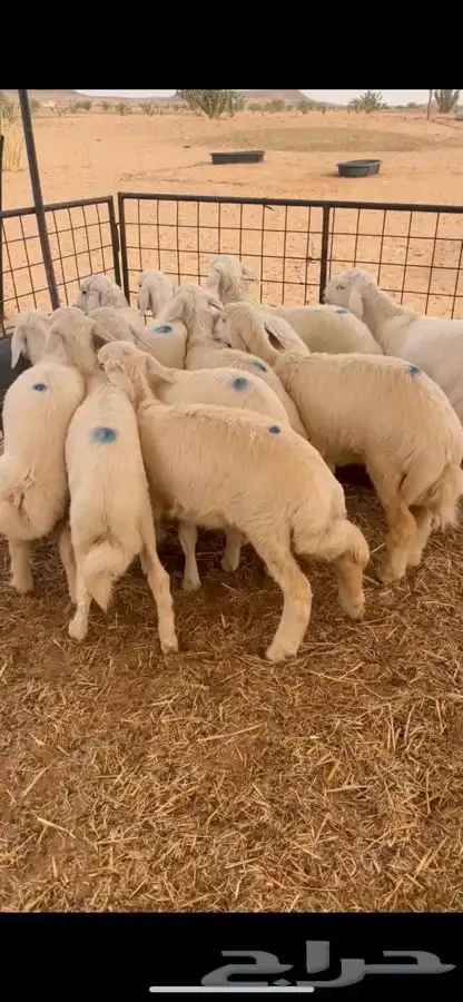 ذبايح حري بريه 1