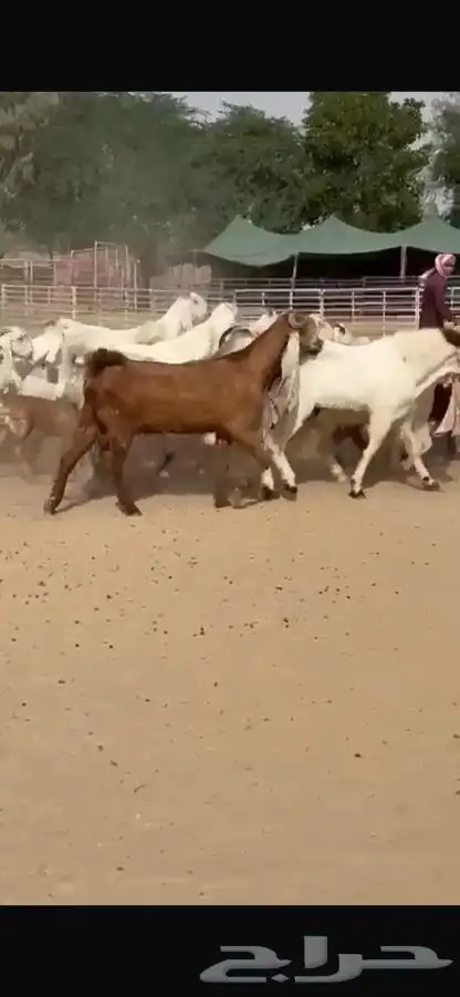 معزا هولنديات خصم فاخره 5