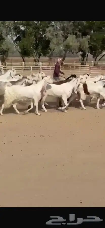 معزا هولنديات خصم فاخره 19