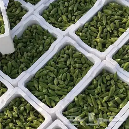 توريد جميع انواع الخضار والفواكه باسعار الجمله 3