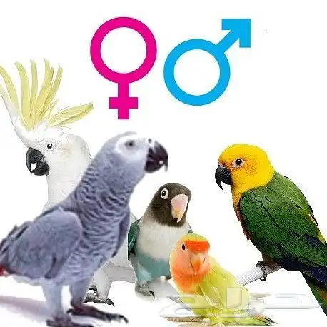 تحليل dna للطيور 0