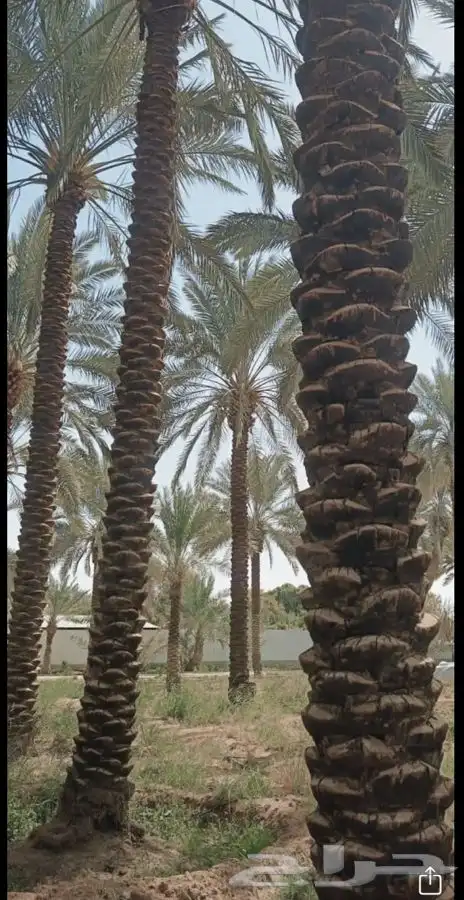 مطلوب مزارع نخيل للاجار 4