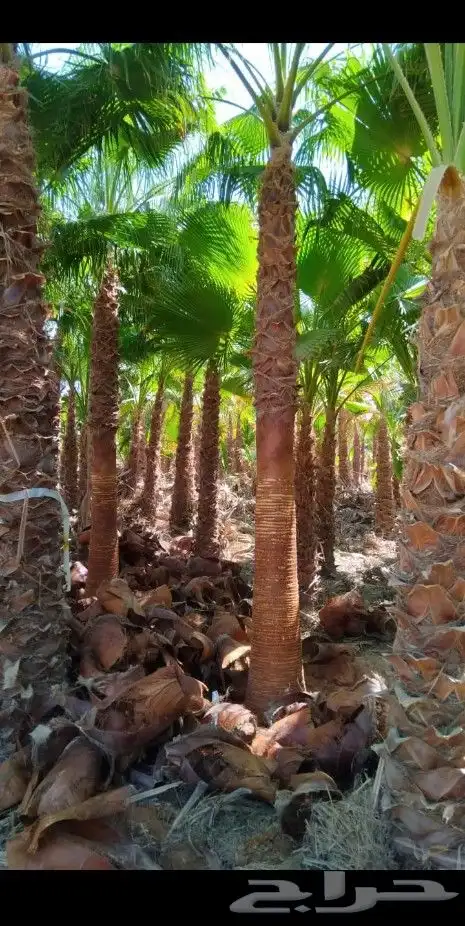 نخيل وشنطونيا زينه رقم 1 5