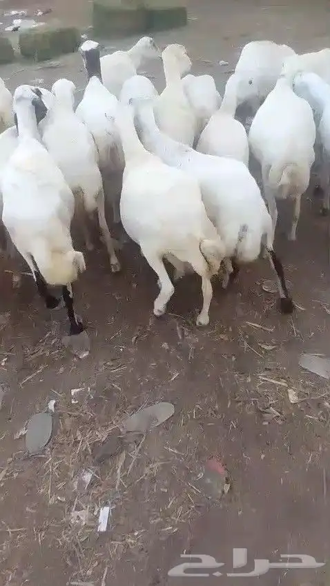 يوجد لدينا ضان رفيددات مولدات ودفيع 0