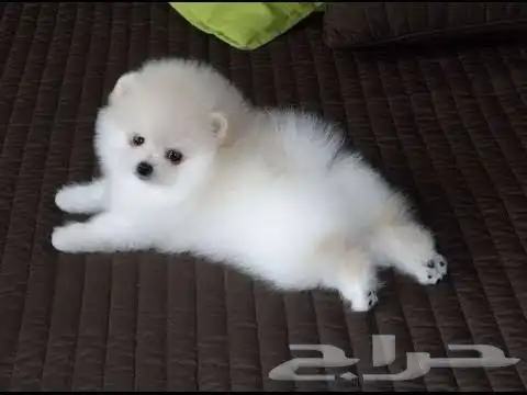 كلب برومينان للبيع 0