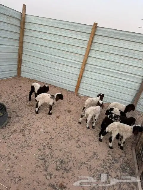 دواغير نعيم العدد 8 كلها خرفان 1