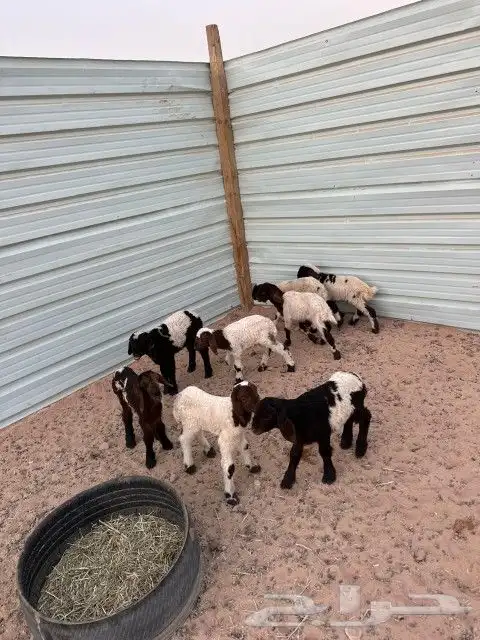 دواغير نعيم العدد 8 كلها خرفان 3