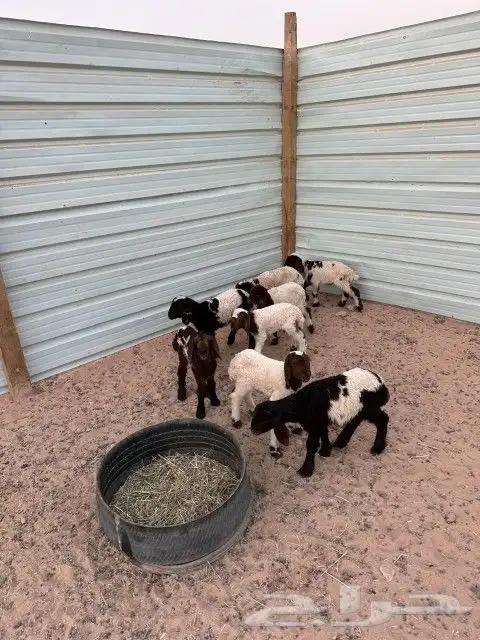 دواغير نعيم العدد 8 كلها خرفان 2