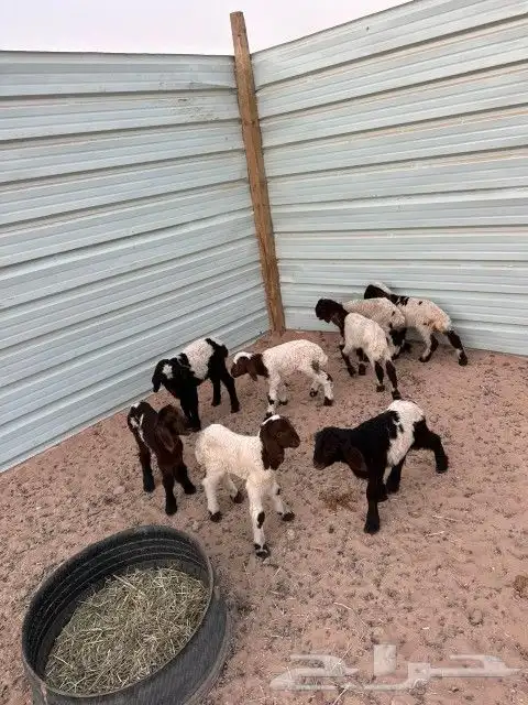 دواغير نعيم العدد 8 كلها خرفان 9