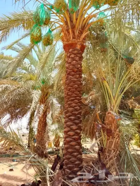 نخل خمسه متر نخيل عربي 1