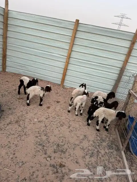 دواغير نعيم العدد 8 كلها خرفان 6