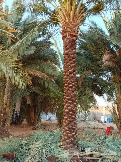نخل خمسه متر نخيل عربي 0
