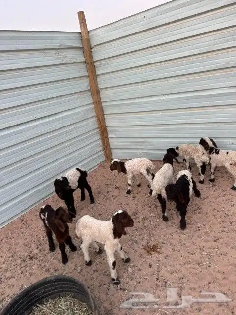 دواغير نعيم العدد 8 كلها خرفان 7