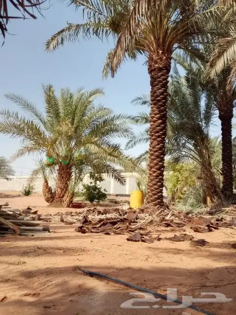 نخل خمسه متر نخيل عربي 2