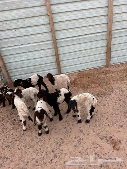 دواغير نعيم العدد 8 كلها خرفان 0