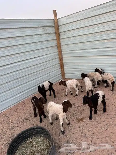 دواغير نعيم العدد 8 كلها خرفان 8