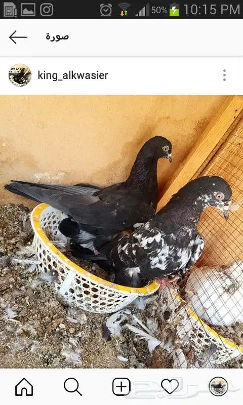 حمام هندي كالوشام طيور مميزة 12
